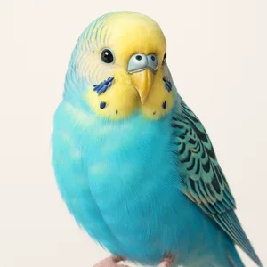Budgie
